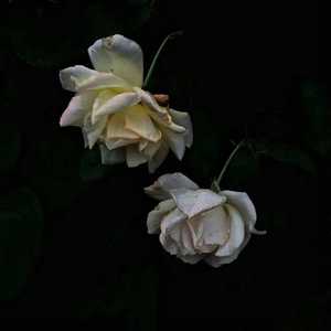 美女又爽❌又黄❌脱脱内内
